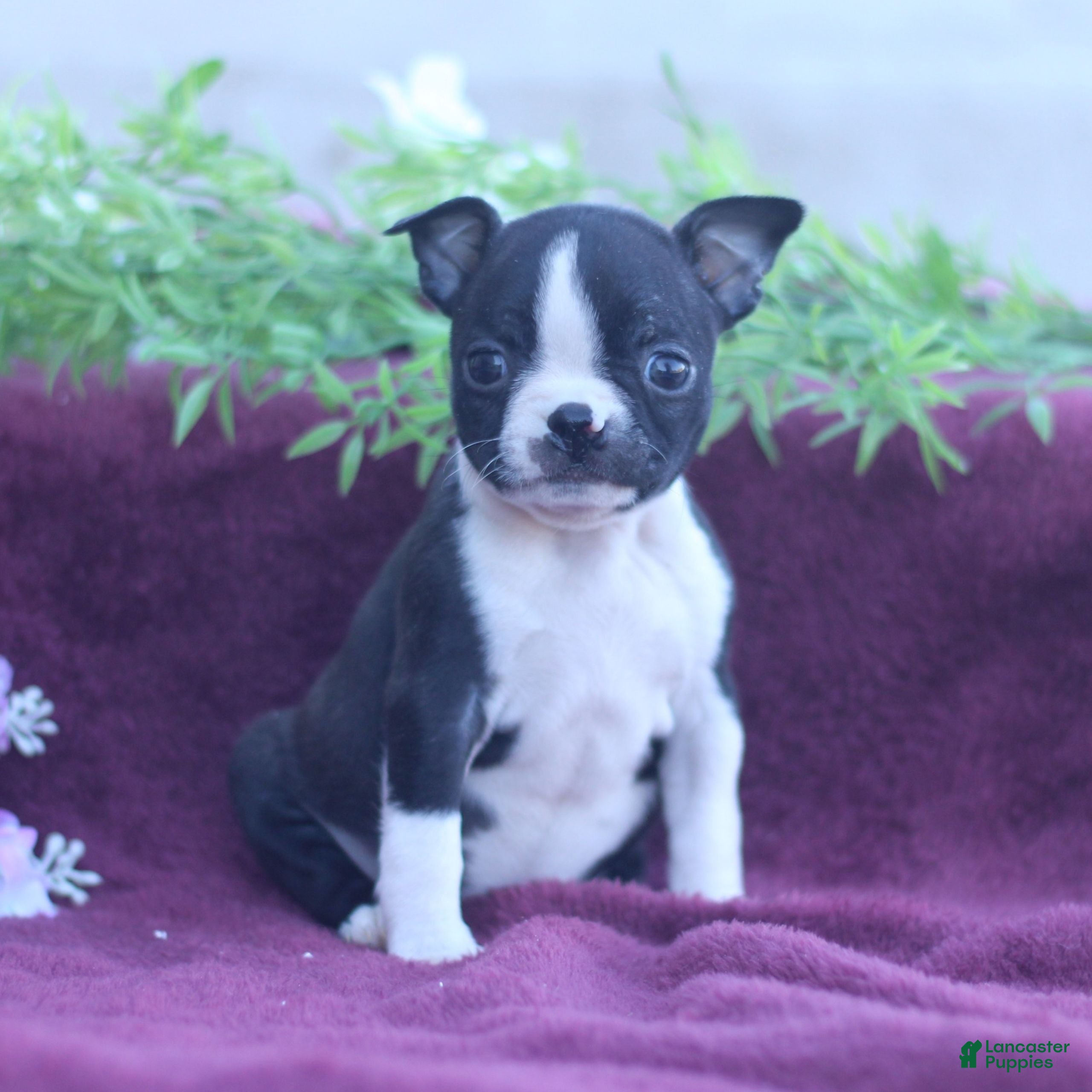 Boston Terrier dogs Mallow  - Ad 1