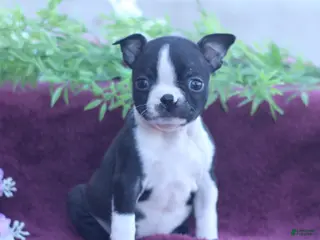 Boston Terrier dogs for sale: Mallow - Ad 4
