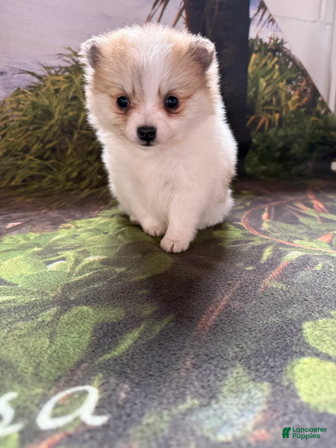 Pomeranian dogs for sale: Russel - Ad 21