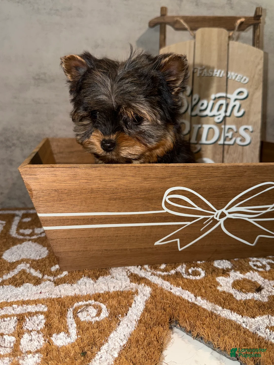 Yorkshire Terrier dogs for sale: Jack  - Ad 7