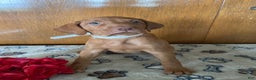 Vizsla dogs for sale: Stella - Ad 2