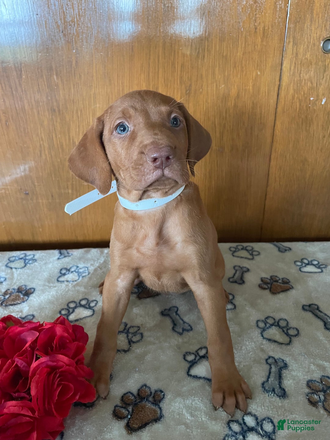 Vizsla dogs for sale: Stella - Ad 2