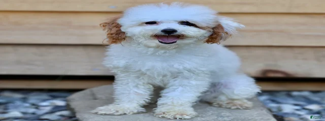 Cream Puff