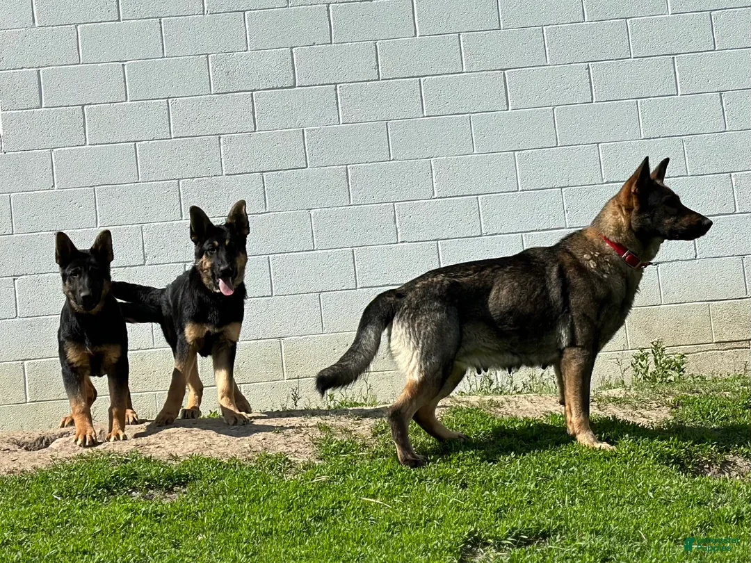 German Shepherd dogs for sale: Oakley - Ad 7