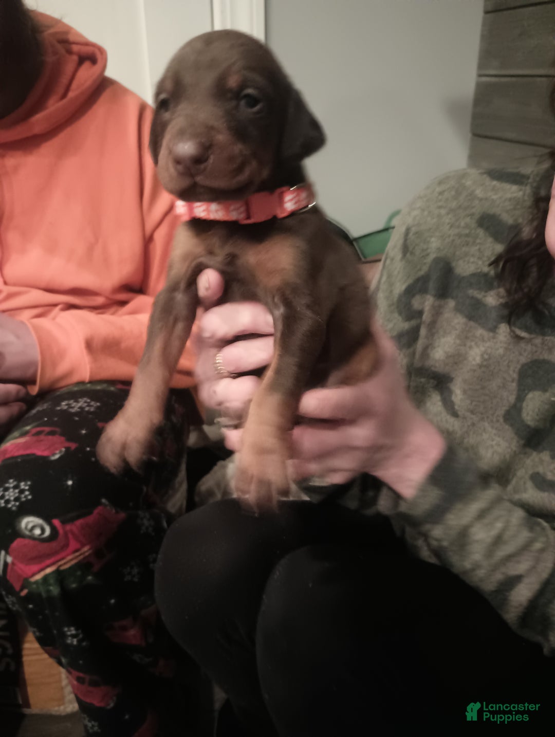 Doberman Pinscher dogs for sale: Princess  - Ad 3