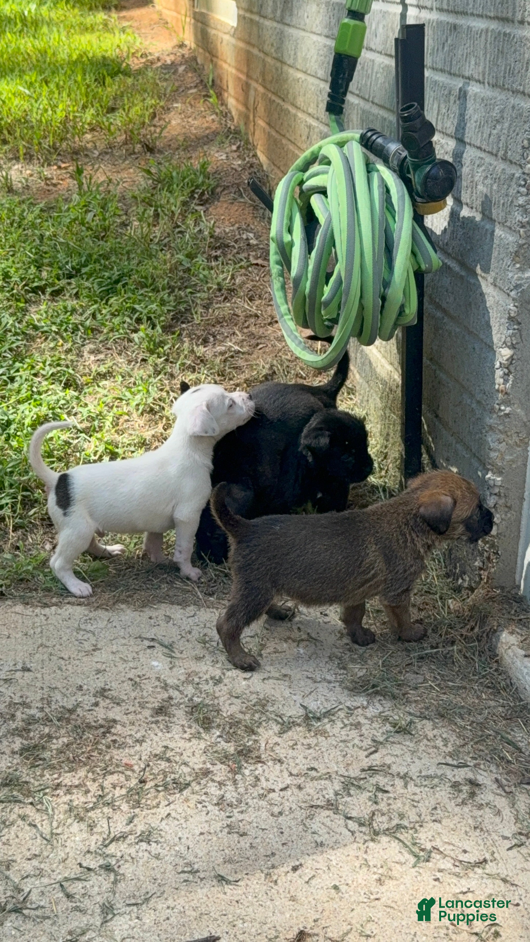 Mixed Breed dogs Neo - Ad 2