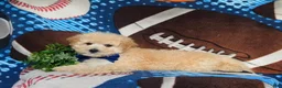 Maltipoo dogs for sale: Wendell - Ad 5