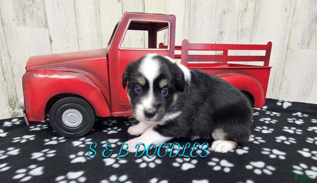 Miniature Australian Shepherd dogs for sale: WonderWoman - Ad 5