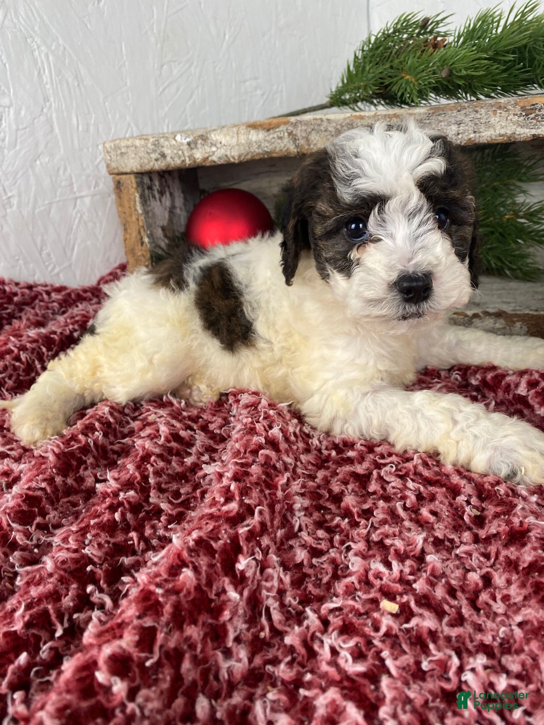 Cockapoo dogs for sale: Hunter - Ad 9