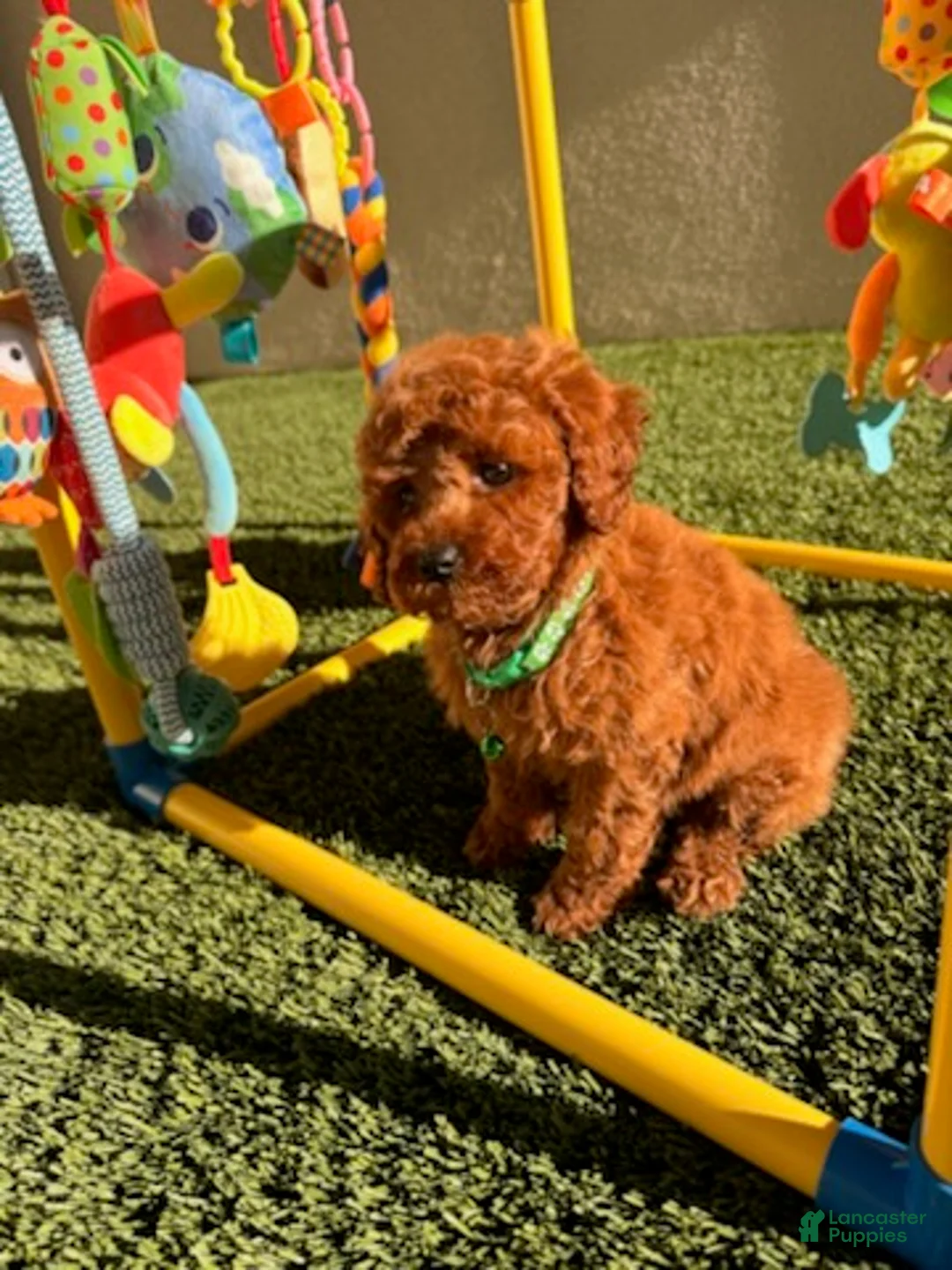 Toy Poodle dogs for sale: Boy - Ad 1