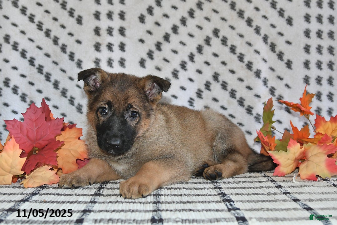 German Shepherd dogs for sale: Kandy - Ad 10