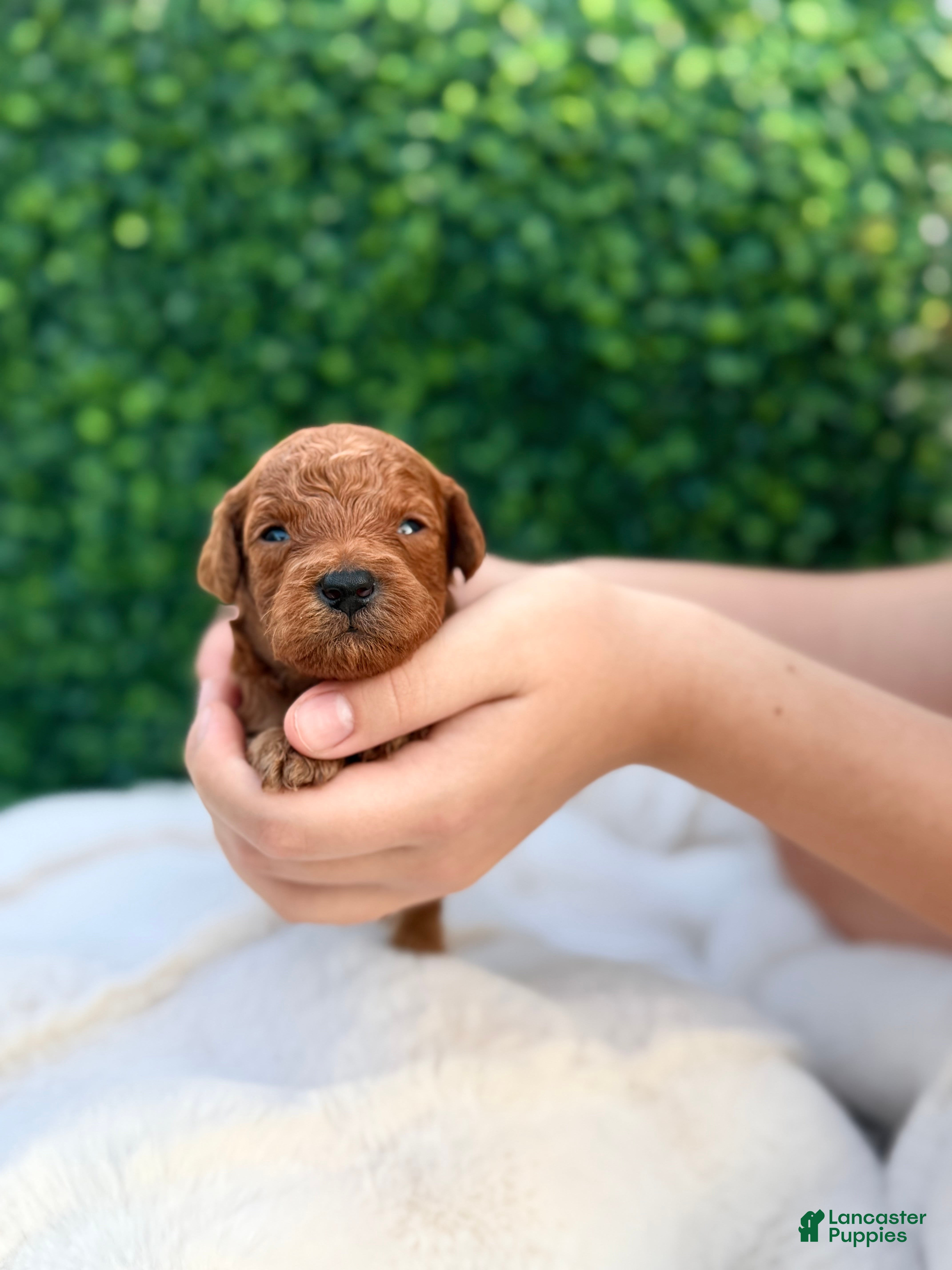Irish Doodle dogs Prince naveen 🐸 - Ad 16