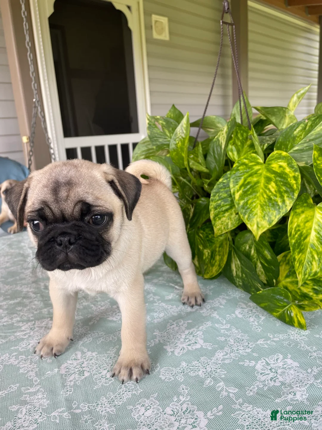 Gallery Image {{count}}