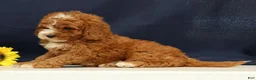 Cavapoo dogs for sale: Captain - Ad 6