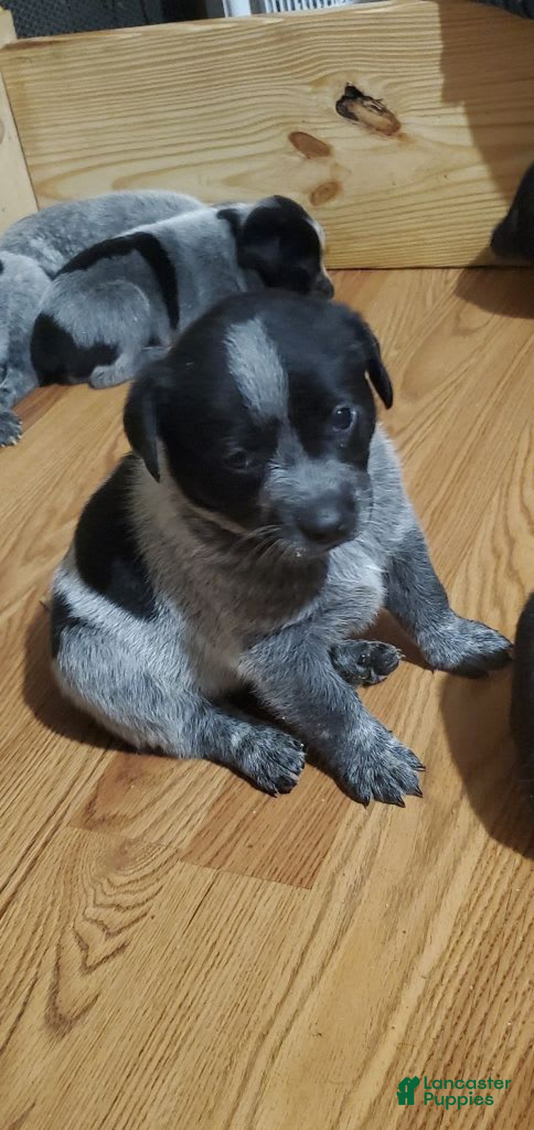 Gallery Image {{count}}