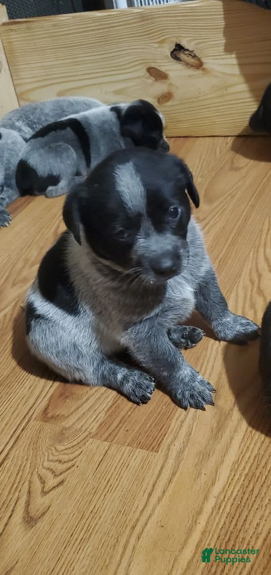 Gallery Image {{count}}