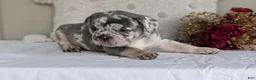 French Bulldog dogs for sale: Falcon - Ad 5