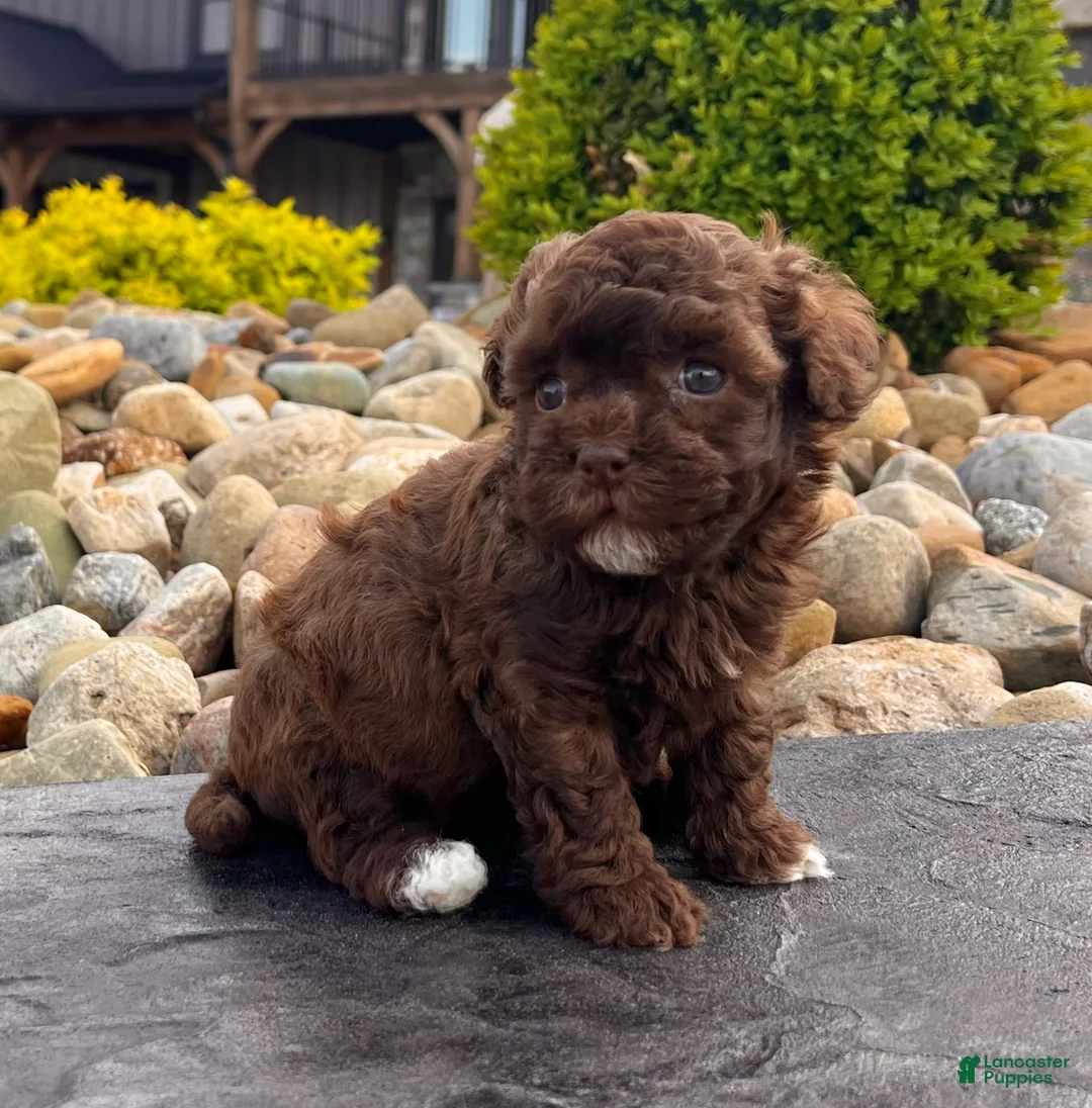 Havapoo dogs for sale: Monica - Ad 2