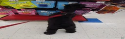 Giant Schnauzer dogs for sale: Giant Schnauzer ruby  - Ad 15