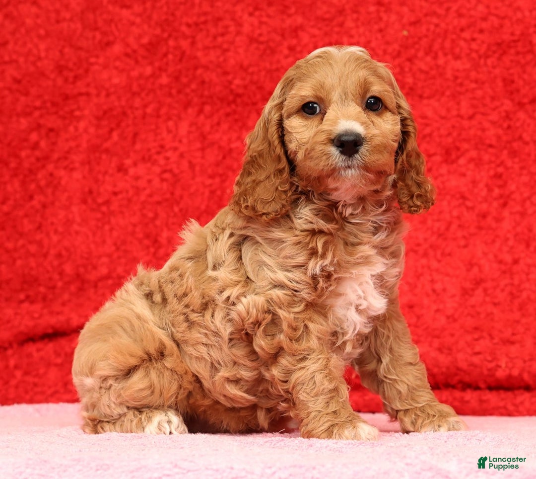 Cockapoo dogs for sale: Omah - Ad 3