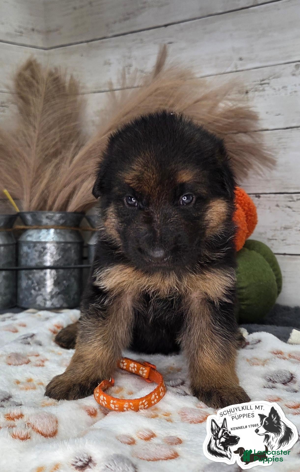 German Shepherd dogs for sale: Finn - Ad 4