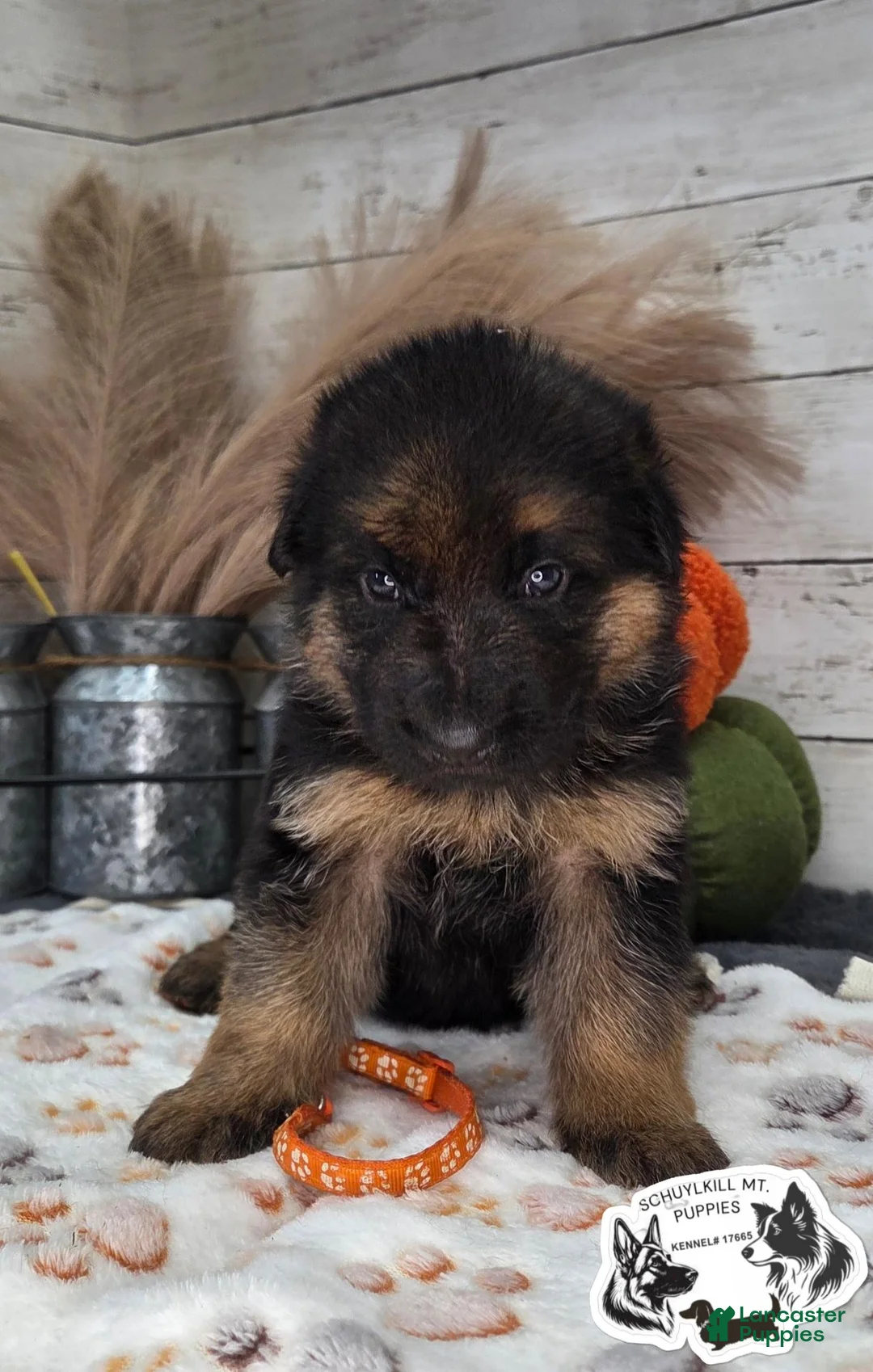 German Shepherd dogs for sale: Finn - Ad 1