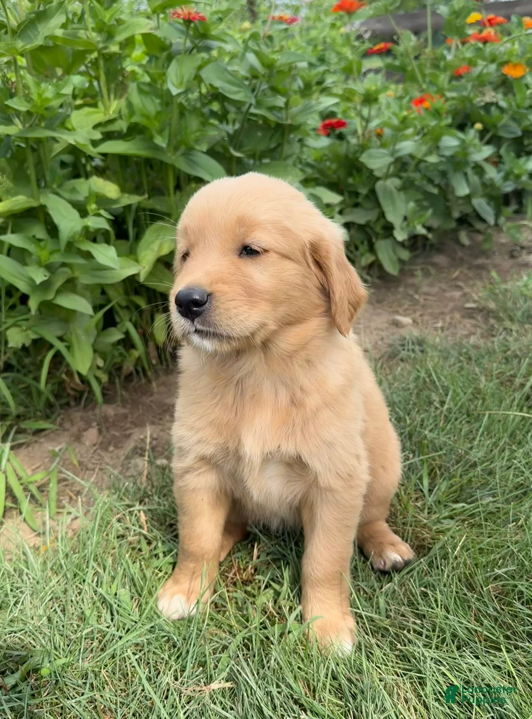 Golden Retriever dogs for sale: Callie - Ad 2