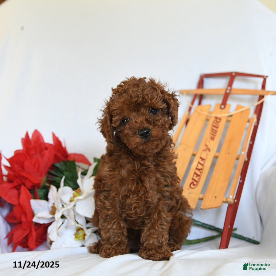 Toy Poodle dogs for sale: Little Girl - Ad 5