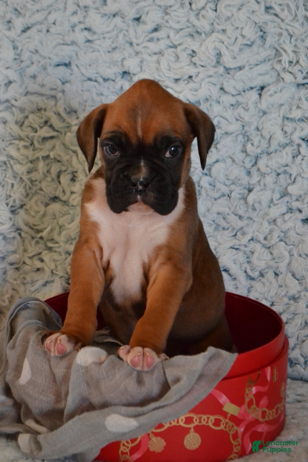 Boxer dogs for sale: Simba - Ad 3