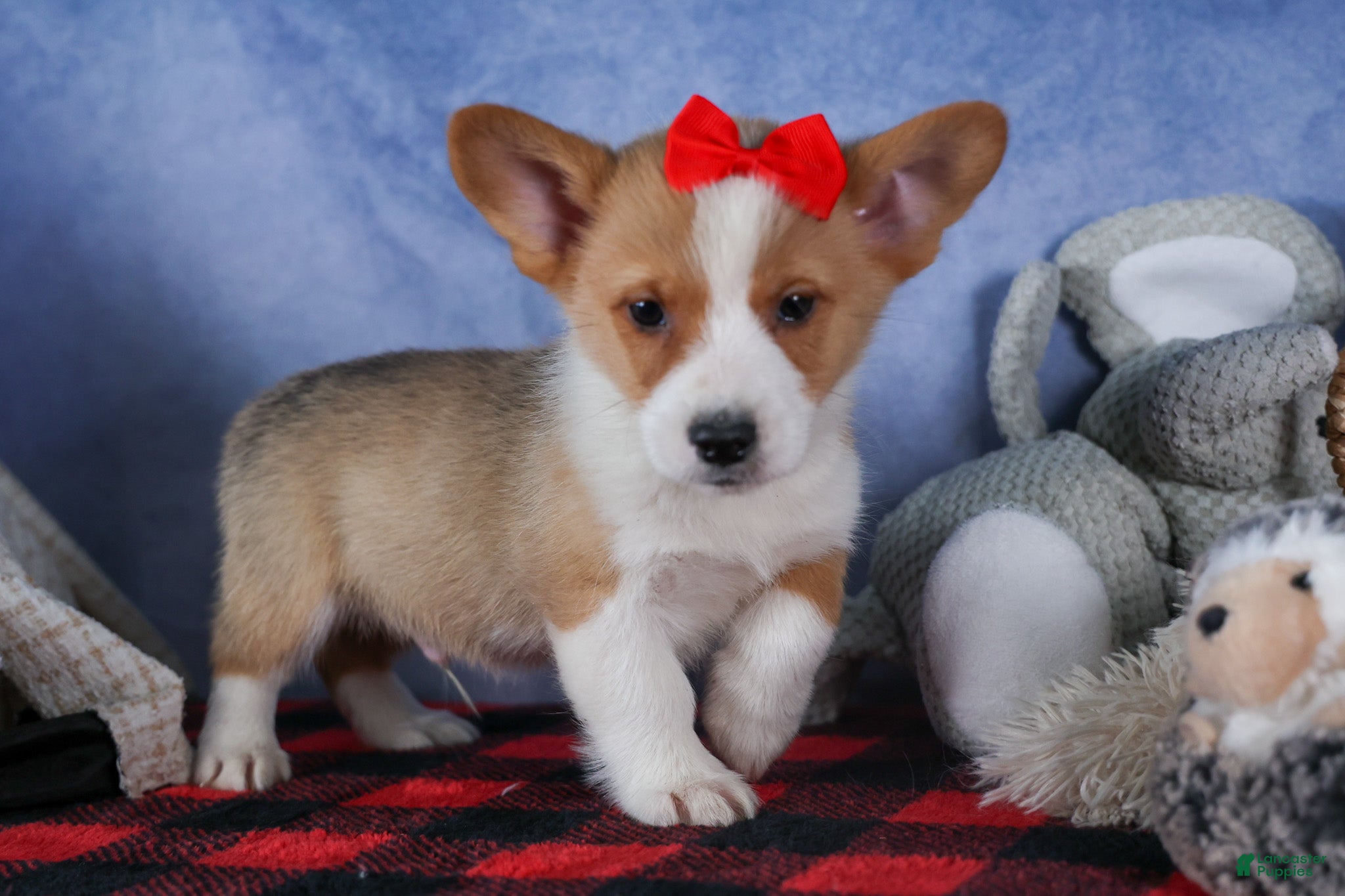 Welsh Corgi Pembroke dogs Mack - Ad 17