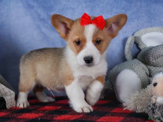 Welsh Corgi Pembroke dogs Mack - Ad 19