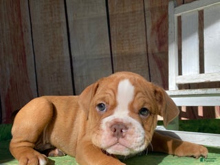 Mixed Breed dogs Smalls - Ad 19