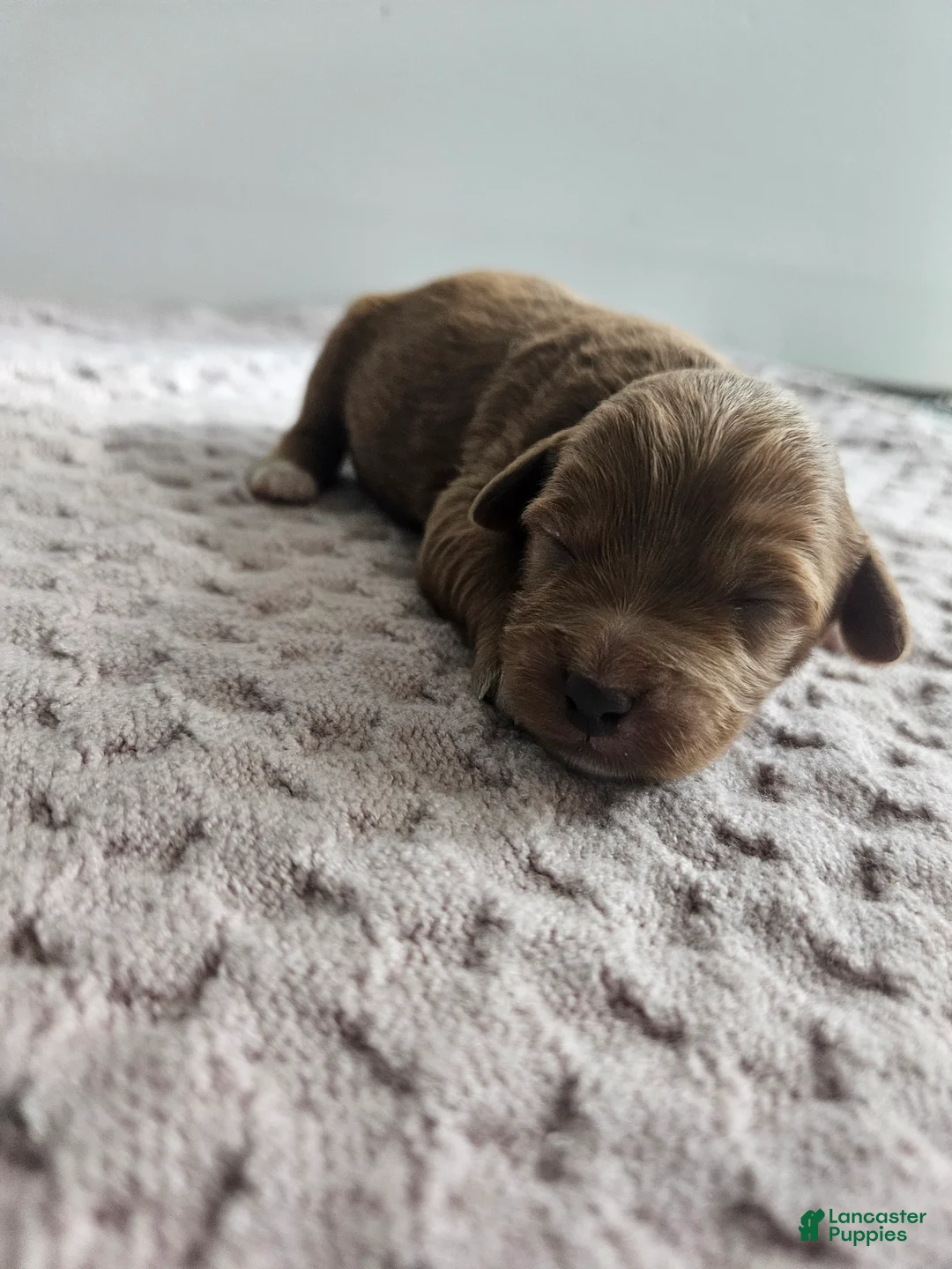 Cavapoo dogs for sale: Candy - Ad 2