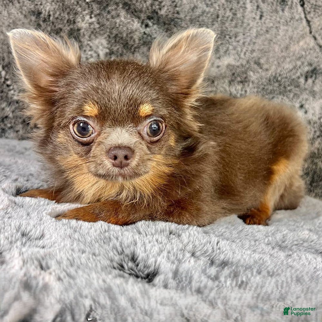 Chihuahua Tiny Teacup LC Male for sale in Wittmann Lancaster Puppies