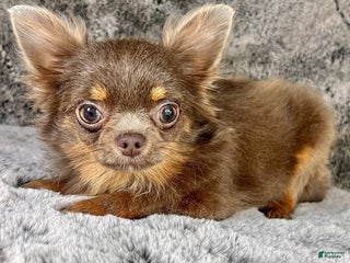 Chihuahua dogs - Ad 1