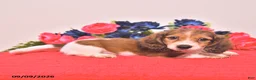 Miniature Dachshund dogs for sale: Watson - Ad 4