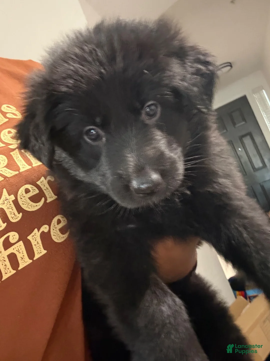 German Shepherd dogs for sale: German Shepherd 2 - Ad 1