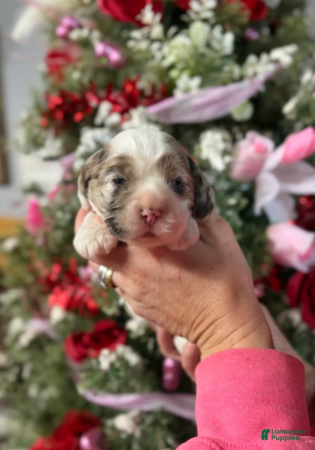 Cocker Spaniel dogs for sale: Cocker Spaniel Puppy 1 - Ad 1