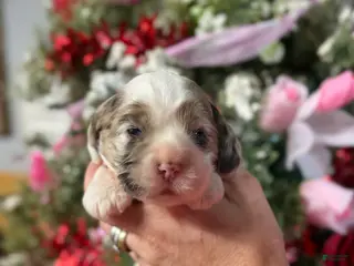 Cocker Spaniel dogs Cocker Spaniel Puppy 1 - Ad 4