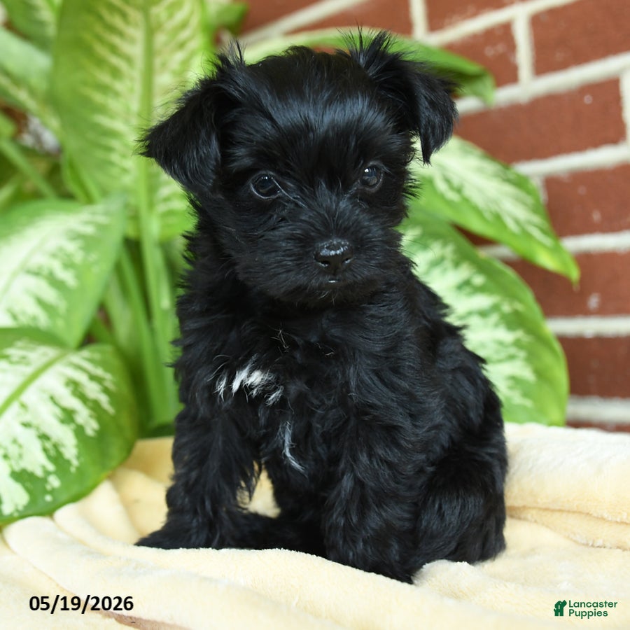Yorkshire Terrier dogs Luna - Ad 2