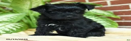 Yorkshire Terrier dogs for sale: Luna - Ad 2