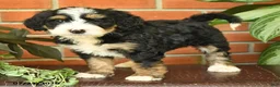 Bernedoodle dogs for sale: Jasper - Ad 4