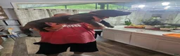Cane Corso dogs for sale: Scarlett - Ad 4
