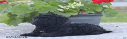 Miniature Poodle dogs for sale: Nevin - Ad 4