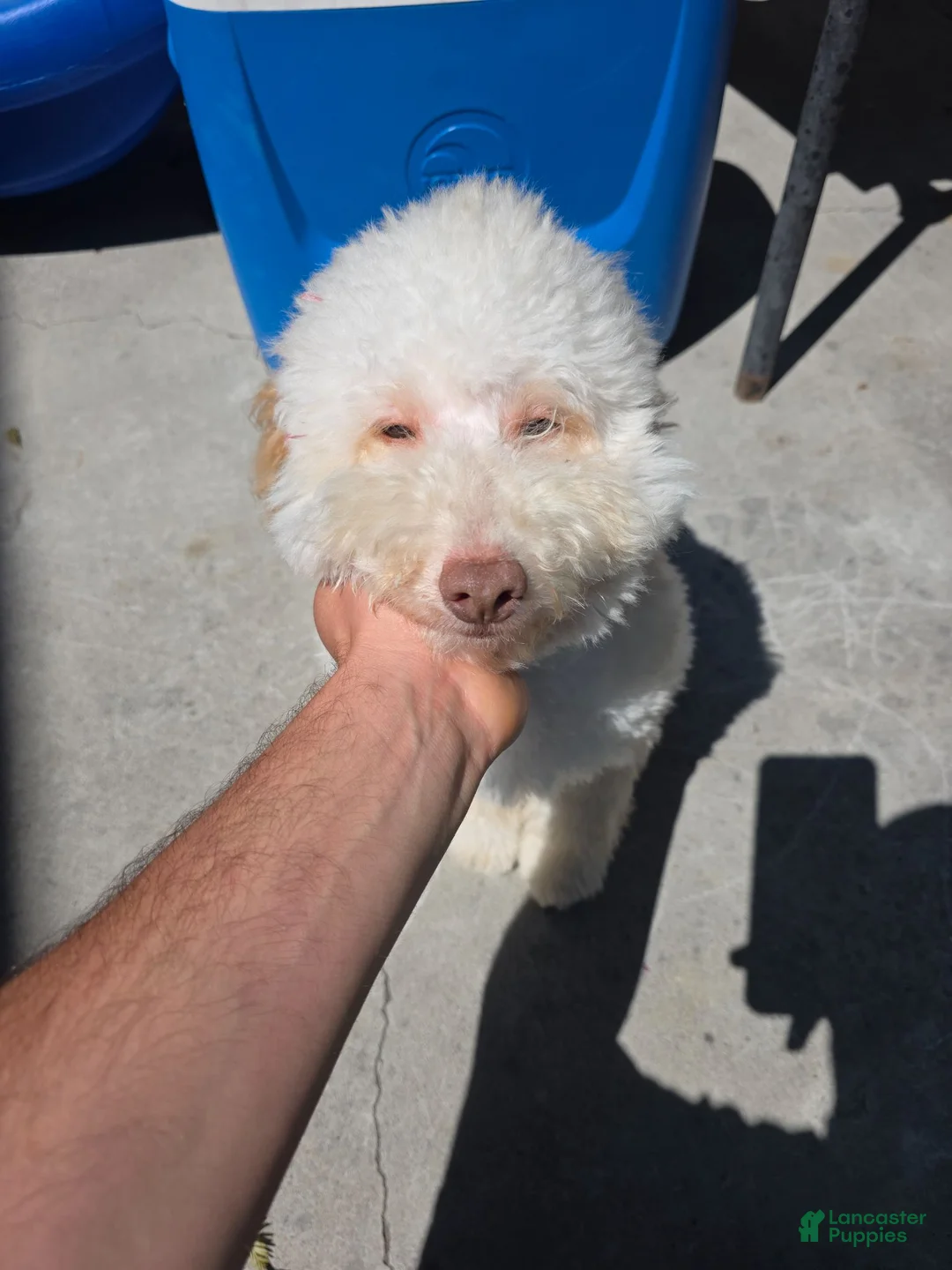 Mini Goldendoodle dogs for sale: Mini Goldendoodle 1 - Ad 5