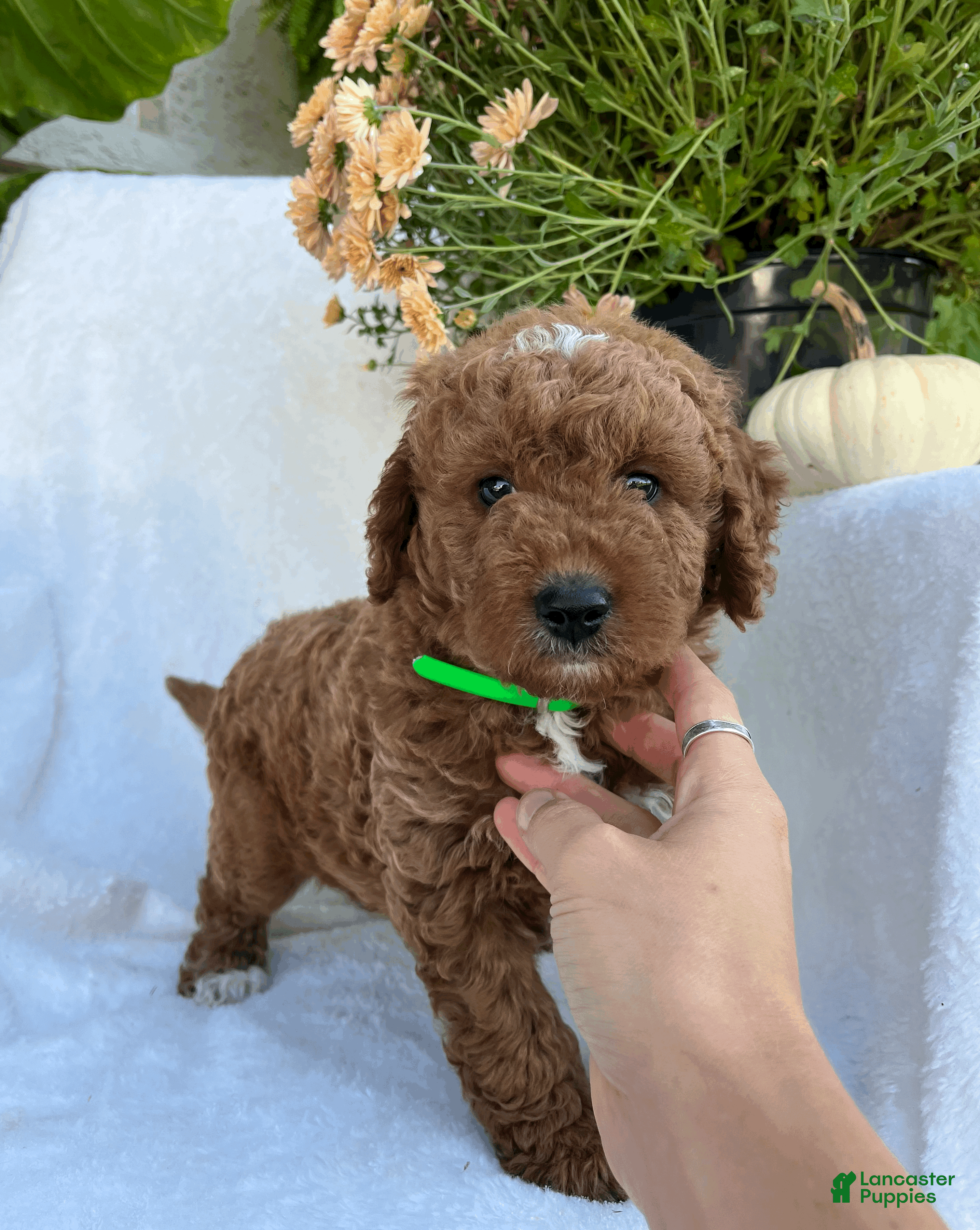 Goldendoodle dogs Jax - Ad 25