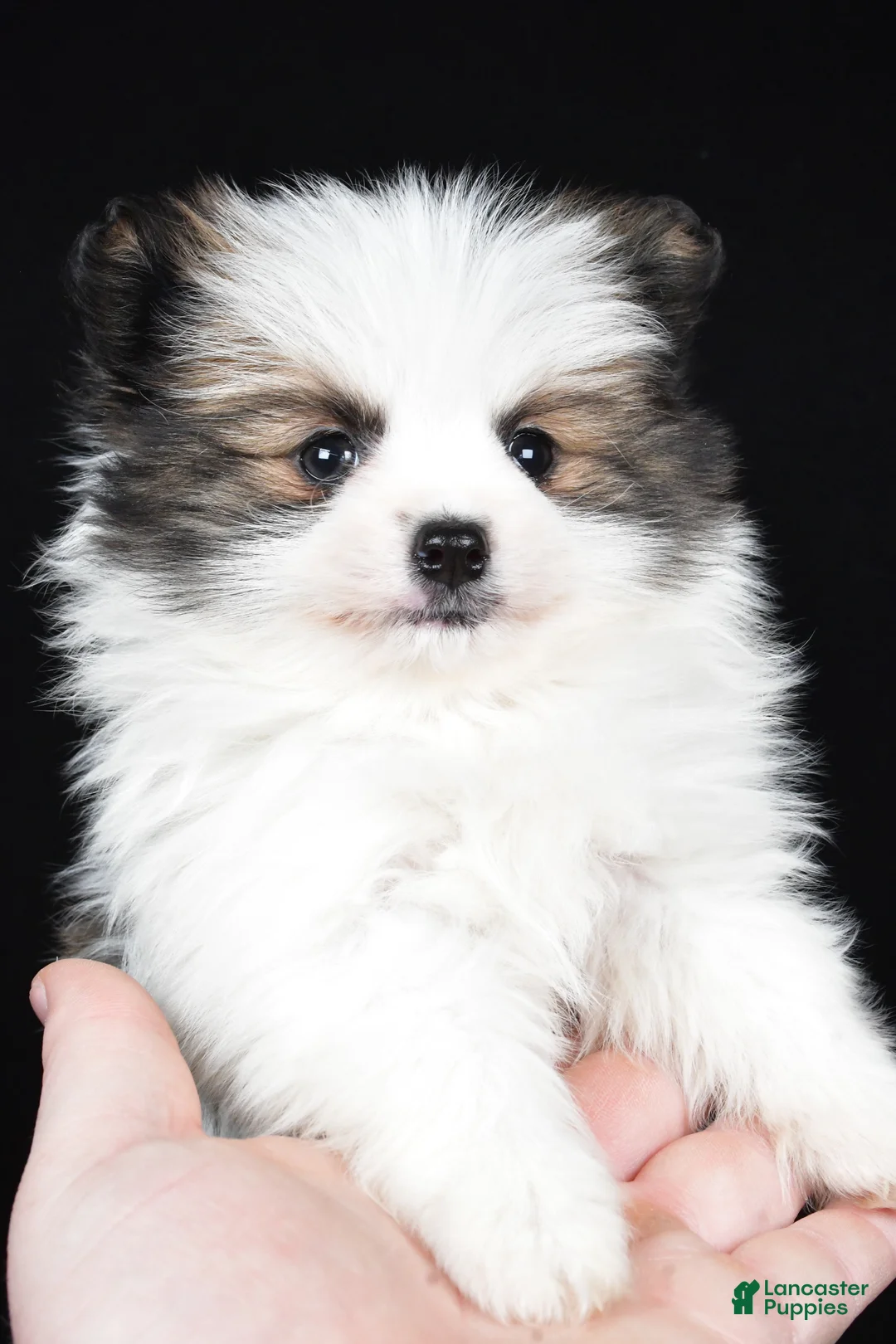 Pomeranian dogs for sale: Tango - Ad 10
