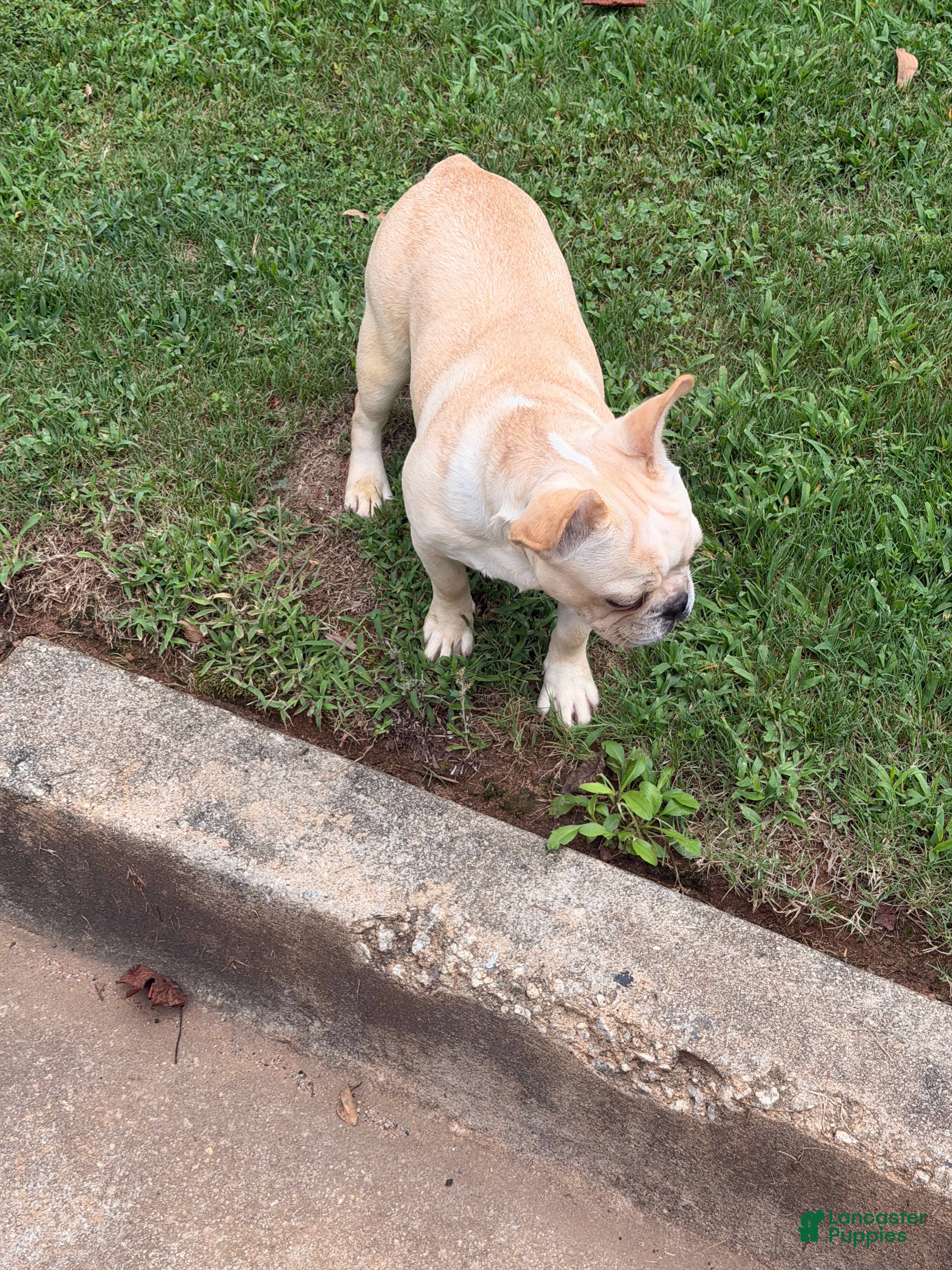 French Bulldog dogs French Bulldog 1 - Ad 10