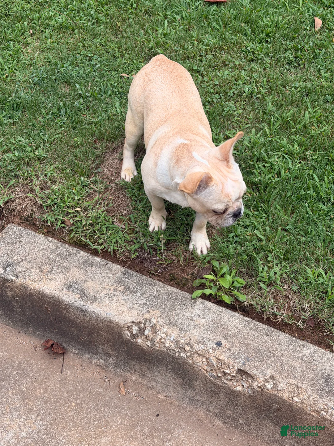 French Bulldog dogs for sale: French Bulldog 1 - Ad 1