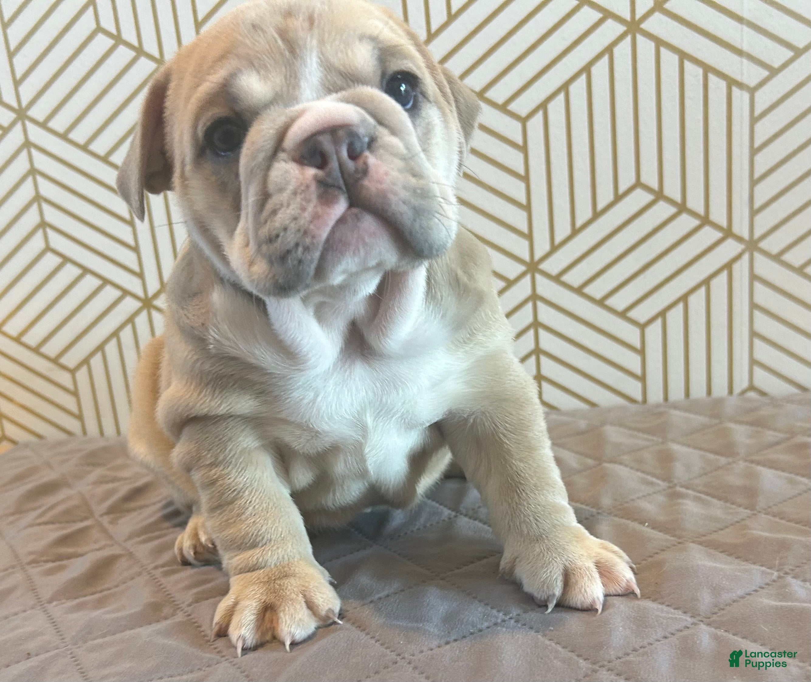 English Bulldog dogs Lola - Ad 1